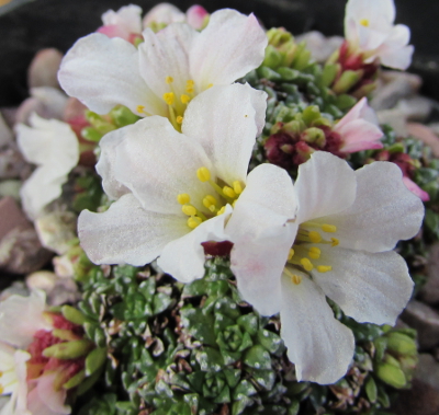 Saxifraga iranica
